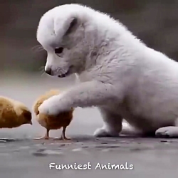 بچه حیوانات سوپر بامزه و خنده...