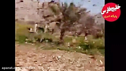 حمله ملخ ها به جنوب کشور