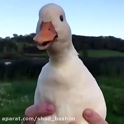 یه صدا گزاری عالی