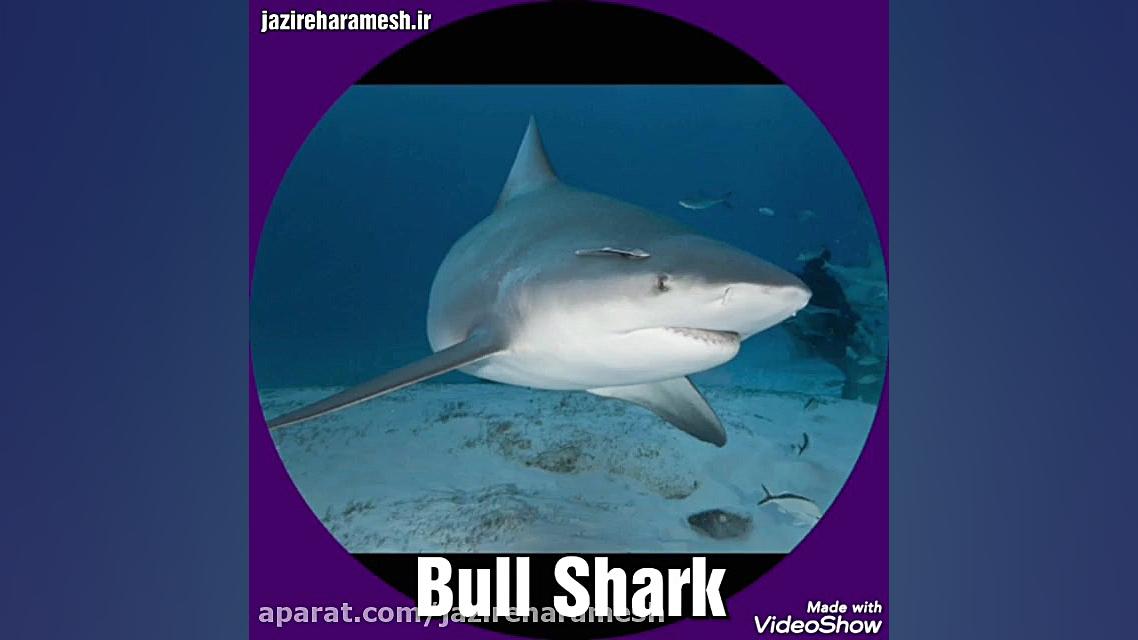 انواع کوسه ها/sharks زمان74ثانیه