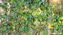 نمایشگاه آثار دکوراتیو