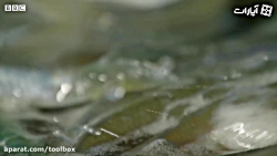 تولید مثل به قیمت جان