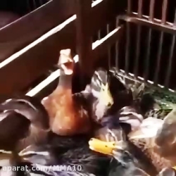 وقتي شوهر عمم جوك ميگه و خودشم...