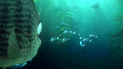 انیمیشن سینمایی کمدی در جستجوی...