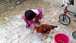 بازی با پرندگان خانگی قسمت (1)