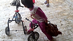 بازی با پرندگان خانگی قسمت (1)