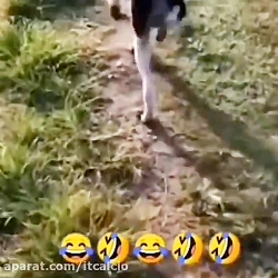 کلیپ خنده دار.......رقص سگی......