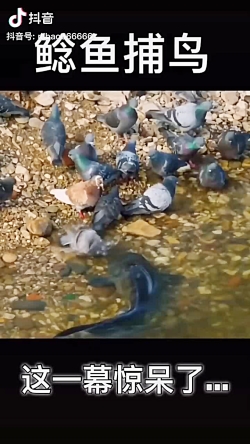 پرندگان ترسیدن...