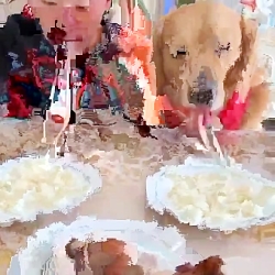 مسابقه جذاب سگ وانسان