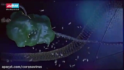 ویروس کرونا از چی پیدا شد - هم...