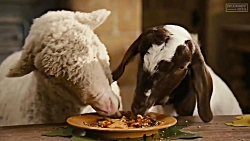 انیمیشن مربی اژدها بازگشت بی د...