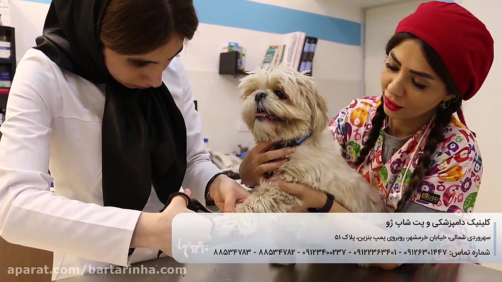برترین ها - کلینیک دامپزشکی و پت شاپ ژو برداشتن خال