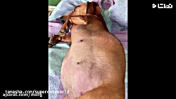 کلیپ حیوانات بامزه و فسقلی1