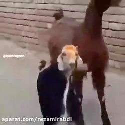 راست راست راه میره