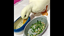 بچه حیوانات سوپر بامزه و خنده...