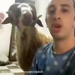 کلیپ های طنز ۳۹