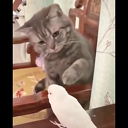 بچه حیوانات سوپر بامزه و خنده...