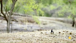 تلاش هدهد اسیایی برای ترساندن...