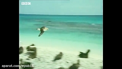 ویدیوی جالب از شکار پرندگان تو...