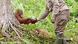 فیلم دیدنی از نارگیل خوردن اور...
