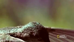 زندگی و مبارزه حیوانات در پارک...