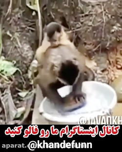 میمون خانه دار. جواد خواجوی.کا...