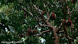 10 گیاهانی که حیوانات را می خو...