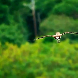 کلیب زیبای شکار ماهی توسط عقاب