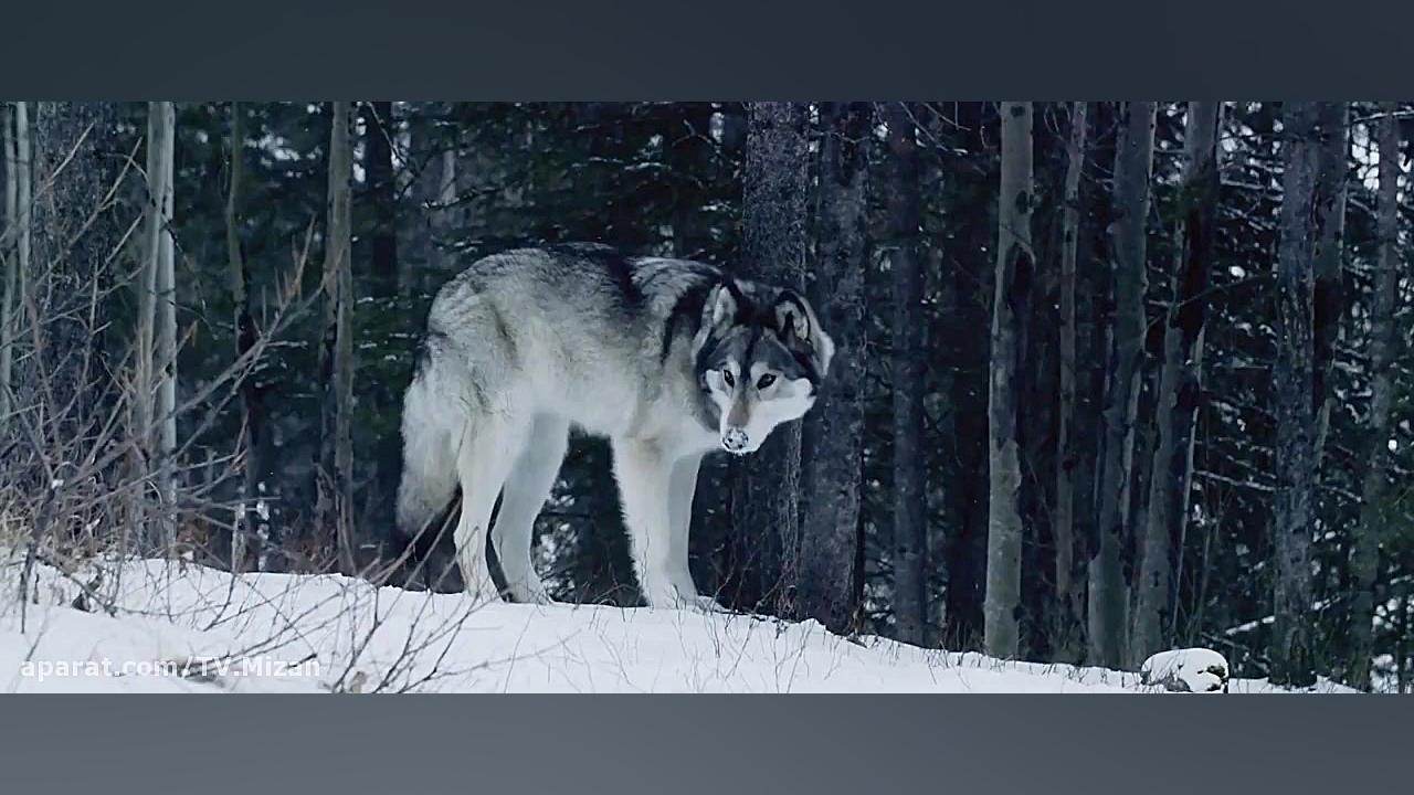 تریلر فیلم « This Mountain Life 2019 » زمان54ثانیه