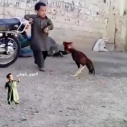 مُبارزه انسان با خروس؟!!!