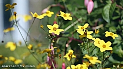 تریلر فیلم « Nothing Like A Da...