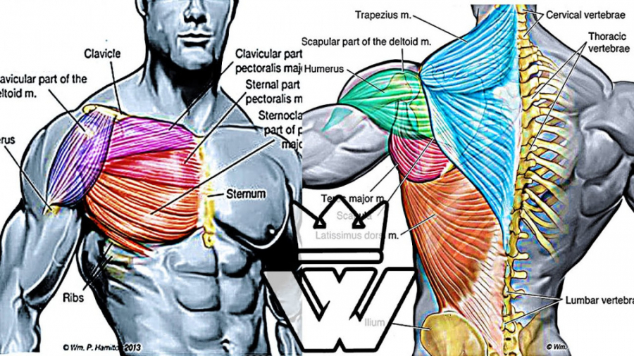 تمرینات بدنسازی مخصوص عضلات سینه و پشت
