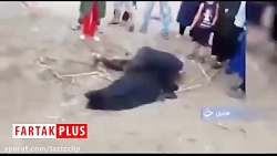وقتی جاذبه دریا، قاتل شناگران...
