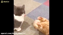 کلیپ خنده دار و باحال از جواد...