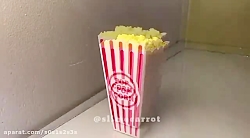 اسلایم پاپ کرنی