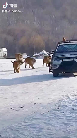 پارک حیات وحش