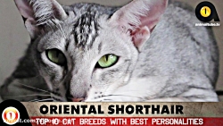 10 تا از بهترین نوع گربه ها