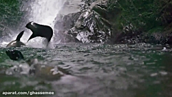 یک جرعه حیات وحش با قطعه ای از...