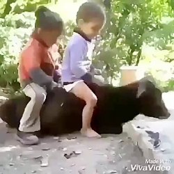 خورد زمین و گوزید لایک لایک