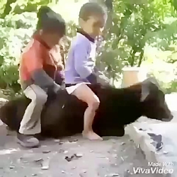 خورد زمین و گوزید لایک لایک