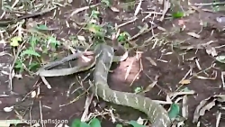 نبرد خونین مار کبرا