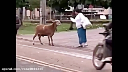 گوسفند گردن کلفت ولش نمیکنه