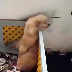 بچه حیوانات سوپر بامزه و خنده...