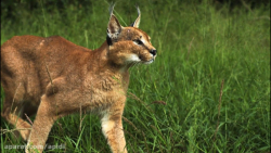 مستند حیات وحش