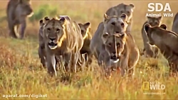 حیات وحش، حمله شیر برای شکار ز...