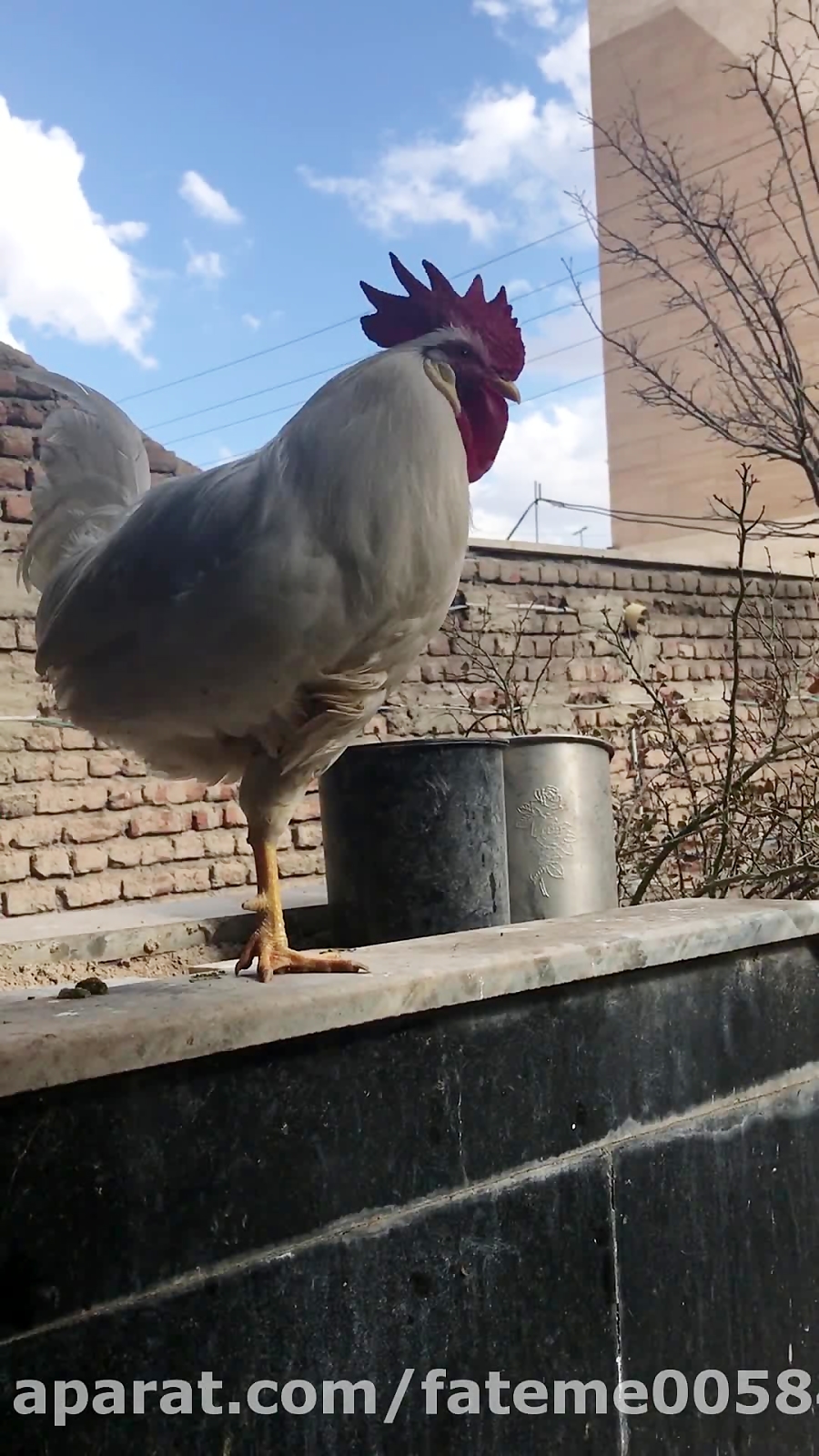 اردك زرد لات طرف اردك بيوه مي...