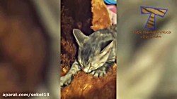 لحظه های خنده دار