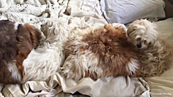 بچه هاي بامزه و سگ هاي دوس داش...