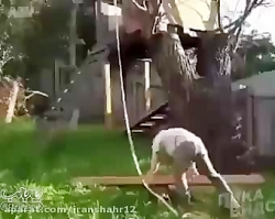 کلیپ جالب و خنده دار !!!!