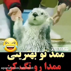 ویدئو های دیدنی  دوربین مخفی د...